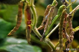 红小豆栽培技术与病虫害防治，掌握这几项管理措施，种植优质红豆图片