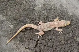 我们这老人常说壁虎咬了无药治，壁虎真的有毒吗？图片