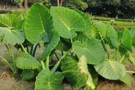 独角莲是一种什么样的植物？图片