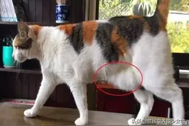 辟谣：春节过后猫咪长了“啤酒肚”？不是哦，这可是猫咪的藏宝袋图片
