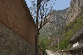 太行山大峡谷特色之——香椿图片