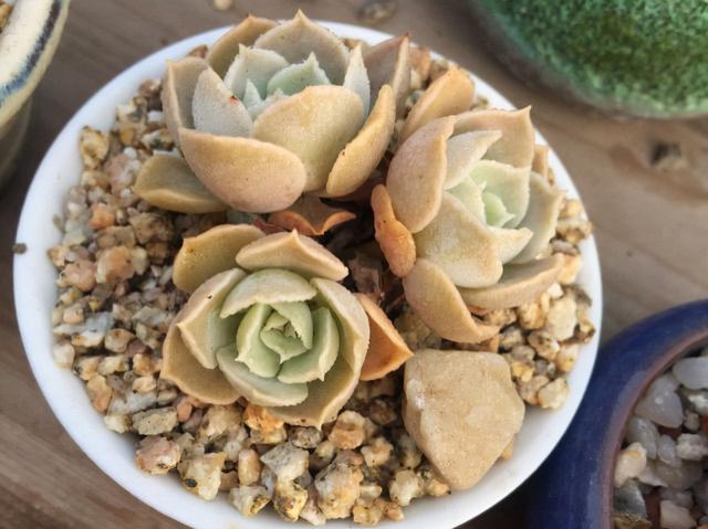 多肉界的网红品种圣卡洛斯,价格不便宜想买的人不少,我也跟风了