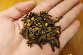 在家自制丁香油，拿蚯蚓蘸一下再施钓，鱼儿的咬钩率明显增加图片