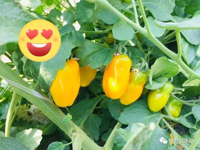 【文化节特辑】为期7天!6月1日-7日 2019·宜秀第三届龙舟文化节农耕体验精彩系列活动看过来!