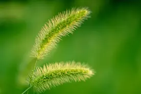 北宗文化//啥，黄酒原料是狗尾巴草？图片