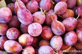 西梅是李子吗？二者有何区别，果农今天详细告诉你图片