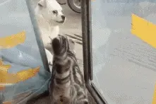 搞笑GIF:好男不跟女斗，你信不信我打你爹？图片