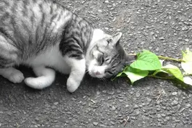 猫咪能有什么坏心眼呢？沉迷猫薄荷的原因，才不是你想的那样图片