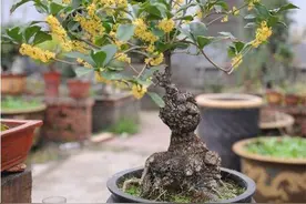 春季生长秋天开花，芳香四溢流连忘返，四季桂就要这时候养图片