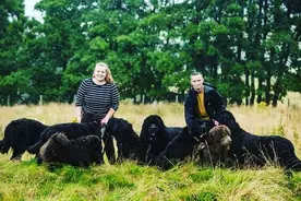 英国夫妻养8只100多斤重的巨型狗子，日常画风像养了一群熊图片