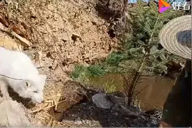 小狐狸生崽儿第3天，太漂亮了，出窝看一眼小狐狸崽！激动坏了图片