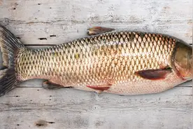 鱼价“大涨”，鲤鱼涨90%，草鱼涨75%，特种鱼也涨！发生啥了图片