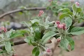 注意了！苹果花露红期必须要用药，早准备，早预防图片