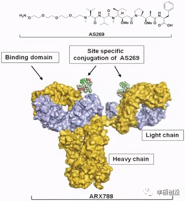 利用非天然氨基酸实现ADC 90%均一性的Ambrx Biopharma
