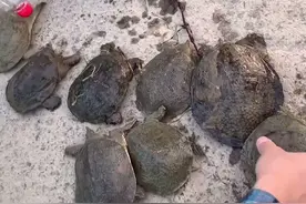 退水后的钱塘江，江滩老鳖四处乱爬一会儿捡了十来只，哪来的？图片