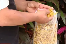 黄花菜真的“凉凉”了？商家指着记者手中的黄花菜，说这肯定被违禁药粉泡过图片