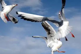 哪些动物睡眠时间最短呢？什么动物不用睡觉呢？图片