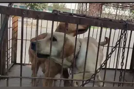 河南：金毛被送狗肉馆，小伙660救下它，狗贩子：不用杀你嘞图片