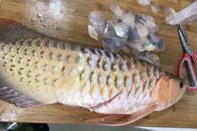 清蒸龙鱼，没人愿意尝试吧图片