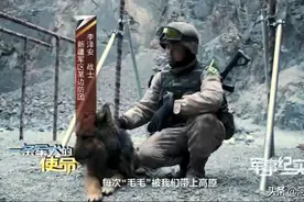 中印边境冲突，表现神勇的军犬叫毛毛，曾被印军石头砸伤图片