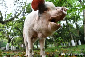 感动无数人的动物网红“猪坚强”离世图片