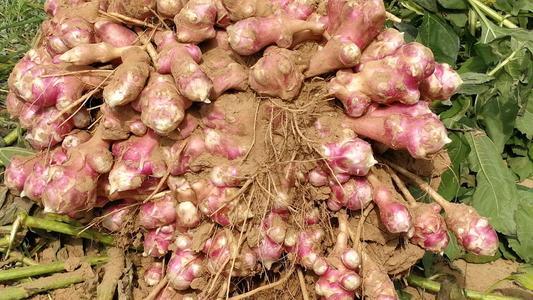 农村5种地下蔬菜，全程不长虫不用打药，种下去就有得吃的懒人菜