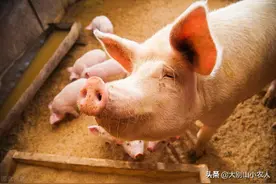 细思极恐！憨厚的外表藏着鸡贼的野性，家猪真的会吃人吗？图片