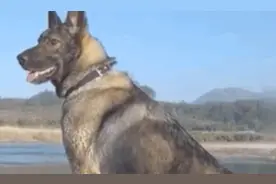 “大狼”不知道为什么主人突然就不来了图片