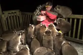 被数十只肥美的浣熊包围是什么样的一种体验图片