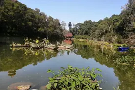 深圳仙湖植物园图片