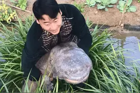 浙江一农场出现90多斤巨型娃娃鱼，网友：娃娃鱼祖宗，看着像人图片