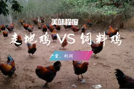 饲料鸡种类各不同？为啥走地鸡好吃？有激素鸡吗？养饲料鸡成本？图片