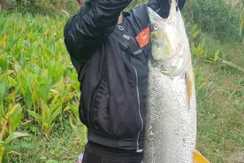 江苏小伙小河里钓起50斤水老虎，随后放生，网友：大害鱼也放生？图片