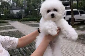 养了比熊犬后，对其他狗不感兴趣？这5个优点太吸引人了图片