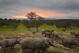 区区40年中华土猪岌岌可危！肉肥、长得慢？土猪该如何翻身？图片