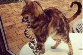 猫咪对主人做这3件事说明是在报恩，果然万物皆有情图片