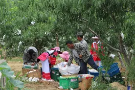 蜜桃出滇 助力脱贫攻坚图片