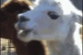 蛇蝎、蛤蟆、蜈蚣…泡出来的药酒大补？喝了小心中毒图片