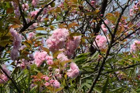 【视觉南明】河滨公园开放啦，快来欣赏这花开时节的好春光！图片