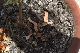 花盆出现6个状况，赶紧换，不然花草要遭殃图片