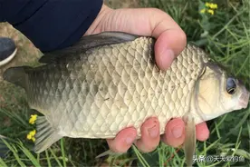 野生大鲫鱼十分稀有，分享几个“独门绝技”，有大鲫鱼就能钓到图片