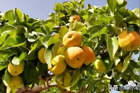 库尔勒市推动农业高质量发展促农增收图片