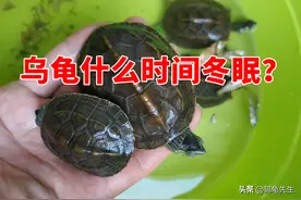 乌龟什么时间开始冬眠？温度15度以下冬眠，各地龟冬眠时间一览图片