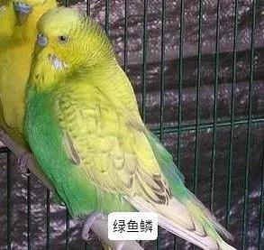 黄绿鱼鳞鹦鹉