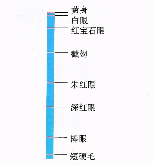 从生物教学谈荧光蛋白和荧光标记法