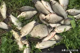 到了仲春时节，大鲫鱼变得好钓，试试这些自制饵料，钓鲫鱼有奇效图片