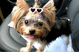 名贵犬被关进狗笼两个月之后浑身都是皮肤病，我当即决定领养回家图片