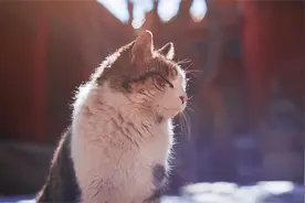 “宫猫图鉴”：她在故宫撸“御猫”8年，揭开跨越600年的宫猫往事图片