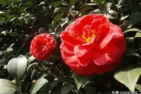 养茶花、君子兰，用上这3种“酸酸汤”，盆土“松软”，开花多多图片