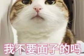 猫咪表情包（4）：奇奇怪怪、可可爱爱图片
